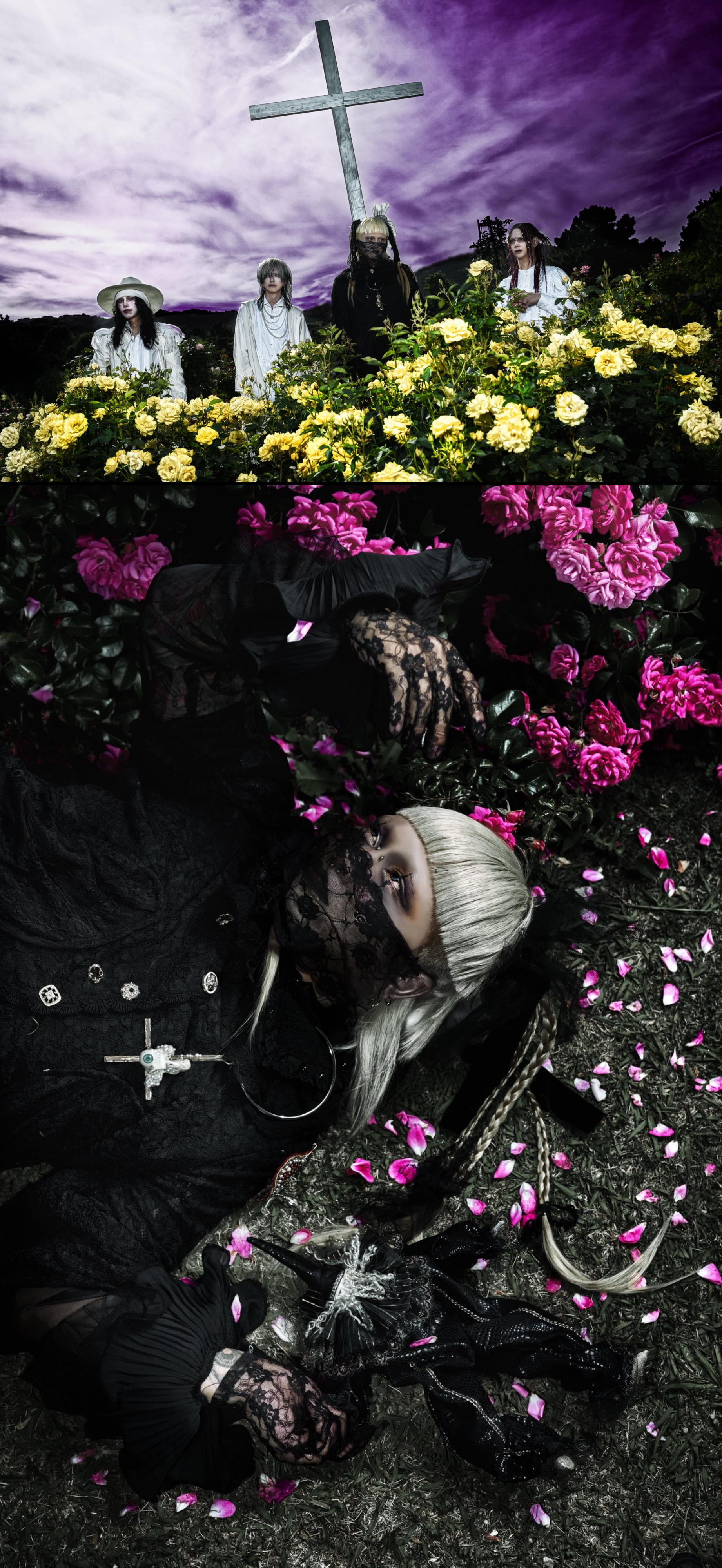 Link Preview Image